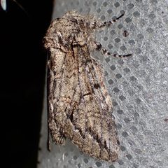 Heterocampa averna - inat 321398870 by {{{name}}}. Used under a CC BY 4.0 license.