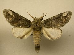 Heterocampa obliqua by James Sullivan, Research Collection of J. B. Sullivan. Used under a Copyrighted free use license.
