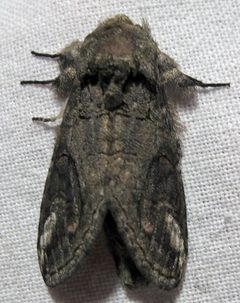Heterocampa obliqua 1 by Jacy Lucier. Used under a CC BY-SA 4.0 license.