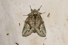 Heterocampa pulverea - inat 218649780 by {{{name}}}. Used under a CC BY-SA 4.0 license.
