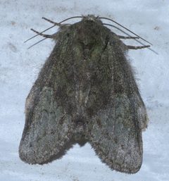 Heterocampa umbrata P1600992a by 
xpda. Used under a CC BY-SA 4.0 license.