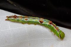 Lochmaeus bilineata 275942158 by Meghan Cassidy. Used under a CC BY-SA 4.0 license.