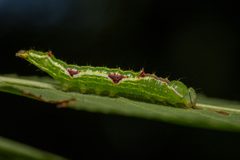 Lochmaeus bilineata 294845484 by DiegoH. Used under a CC BY 4.0 license.