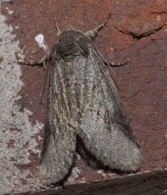 Lochmaeus bilineata P1250236b by 
xpda. Used under a CC BY-SA 4.0 license.