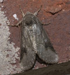 Lochmaeus bilineata P1250237a by
xpda. Used under a CC BY-SA 4.0 license.