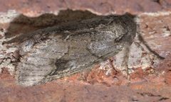 Lochmaeus bilineata P1250264a by 
xpda. Used under a CC BY-SA 4.0 license.