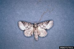 Lochmaeus bilineata adult1 by Lacy L. Hyche. Used under a CC BY 3.0 us license.