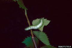 Lochmaeus bilineata larva1 by Lacy L. Hyche. Used under a CC BY 3.0 us license.