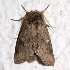 Lochmaeus manteo by Mike Boone. Used under a CC BY-SA 2.5 license.