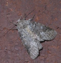 Lochmaeus manteo P1280727a by 
xpda. Used under a CC BY-SA 4.0 license.