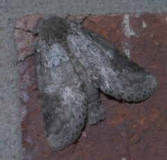 Lochmaeus manteo P1280921a by 
xpda. Used under a CC BY-SA 4.0 license.