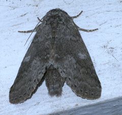 Lochmaeus manteo P1290463a by 
xpda. Used under a CC BY-SA 4.0 license.