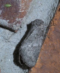 Lochmaeus manteo P1420385a by 
xpda. Used under a CC BY-SA 4.0 license.
