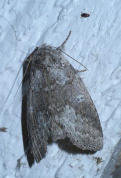 Lochmaeus manteo P1420389a by 
xpda. Used under a CC BY-SA 4.0 license.