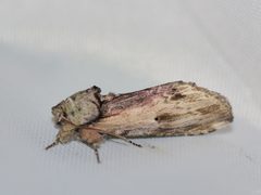 Oedemasia semirufescens - inat 8384542 by {{{name}}}. Used under a CC BY-SA 4.0 license.