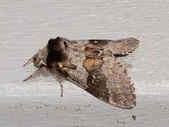 Gluphisia avimacula by David McCorquodale. Used under a CC BY 4.0 license.