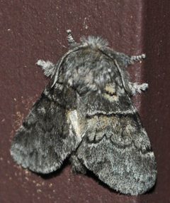 Gluphisia septentrionis by Aarongunnar. Used under a CC BY-SA 3.0 license.