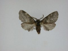 Gluphisia septentrionis1 by J.Gill, Canadian National Collection of Insects, Arachnids and Nematodes. Used under a CC BY-SA 3.0 license.