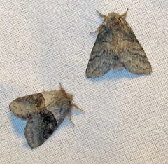Gluphisia septentrionis male and female by Jacy Lucier. Used under a CC BY-SA 4.0 license.