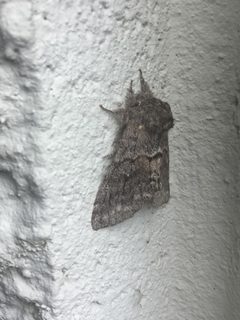 Gluphisia severa by Bugsfan XestiaXanthographa. Used under a CC BY-SA 4.0 license.