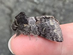 Gluphisiasevera lepidoptera by Bugsfan XestiaXanthographa. Used under a CC BY 4.0 license.