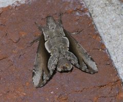 Nerice bidentata P1660096a by 
xpda. Used under a CC BY-SA 4.0 license.