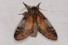 Notodonta pacifica by Chloe and Trevor Van Loon. Used under a CC BY 4.0 license.