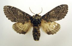 Notodonta torva by M. Virtala. Used under a Copyrighted free use license.