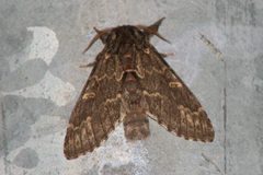 Torva notodonta2 by Annette von Scholley-Pfab. Used under a CC BY-SA 3.0 license.