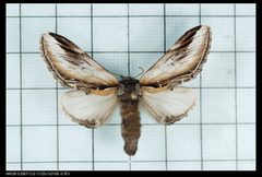 Pheosia taiwanognoma by Hsu Hong Lin. Used under a CC BY-SA 2.0 license.