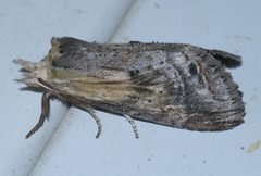 Dasylophia anguina P1630691a by 
xpda. Used under a CC BY-SA 4.0 license.