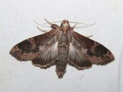 Nystalea eutalanta by Teá Montagna. Used under a CC BY 4.0 license.