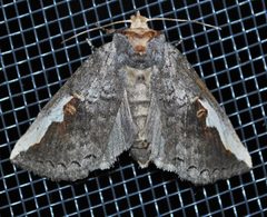 Symmerista albifrons by Aarongunnar. Used under a CC BY-SA 3.0 license.