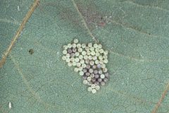 Symmerista canicosta eggs by USDA Forest Service - Region 2 - Rocky Mountain Region Archive. Used under a CC BY 3.0 us license.
