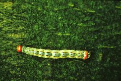 Symmerista canicosta larva by A. Steven Munson. Used under a CC BY 3.0 us license.
