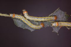 Symmerista leucitys larva by SUSDA Forest Service - Region 2 - Rocky Mountain Region Archive. Used under a CC BY 3.0 us license.