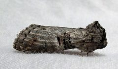 Ellida caniplaga by Jacy Lucier. Used under a CC BY-SA 4.0 license.