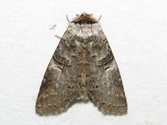 Ellida caniplaga 136362555 by Dan MacNeal. Used under a CC BY 4.0 license.