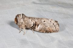 Ellida caniplaga 267918343 by Kristof Zyskowski. Used under a CC BY 4.0 license.