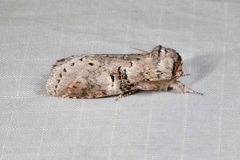 Ellida caniplaga 267918366 by Kristof Zyskowski. Used under a CC BY 4.0 license.
