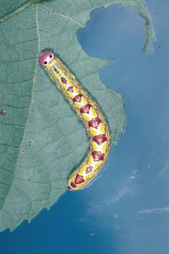 Ellida caniplaga larva by Lacy L. Hyche. Used under a CC BY 3.0 us license.