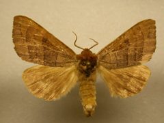 Datana angusii by James Sullivan, Research Collection of J. B. Sullivan. Used under a Copyrighted free use license.
