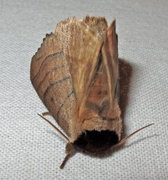 Datana angusii 1 by Jacy Lucier. Used under a CC BY-SA 4.0 license.