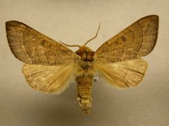 Datana contracta by James Sullivan, Research Collection of J. B. Sullivan. Used under a Copyrighted free use license.
