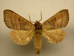 Datana drexelii by James Sullivan, Research Collection of J. B. Sullivan. Used under a Copyrighted free use license.