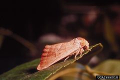 Datana integerrima 2666018 by H C Ellis, University of Georgia, Bugwood.org. Used under a CC BY 3.0 license.