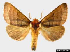 Datana major by Natasha Wright. Used under a CC BY 3.0 license.