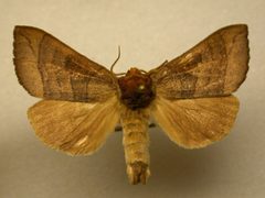Datana major01 by James Sullivan, Research Collection of J. B. Sullivan. Used under a Copyrighted free use license.