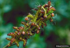 Datana major larva by Arnold T. Drooz. Used under a CC BY 3.0 license.