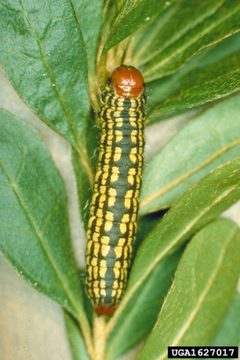 Datana major larva2 by John A. Weidhass. Used under a CC BY 3.0 license.
